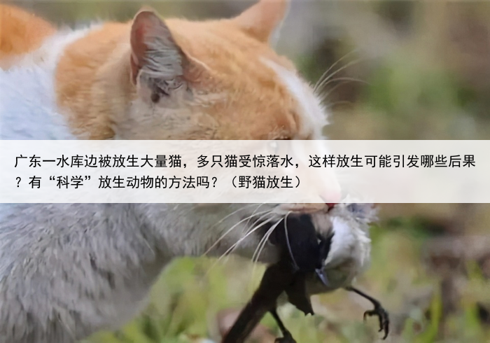 广东一水库边被放生大量猫,多只猫受惊落水,这样放生可能引发哪些后果?有“科学”放生动物的方法吗?(野猫放生)