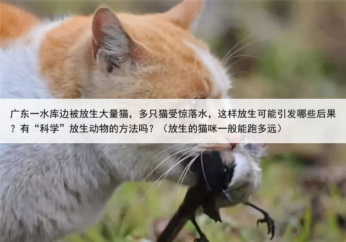 广东一水库边被放生大量猫，多只猫受惊落水，这样放生可能引发哪些后果？有“科学”放生动物的方法吗？（放生的猫咪一般能跑多远）