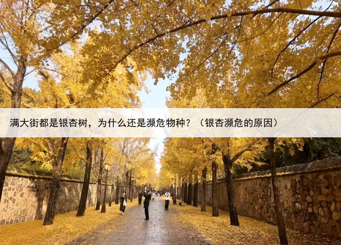 满大街都是银杏树,为什么还是濒危物种?(银杏濒危的原因)