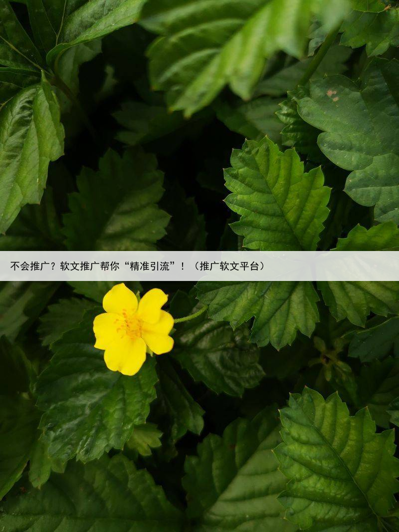 不会推广?软文推广帮你“精准引流”!(推广软文平台)