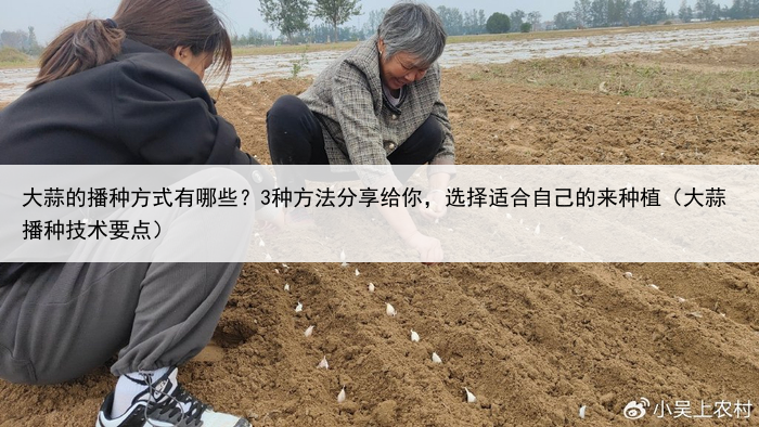 大蒜的播种方式有哪些？3种方法分享给你，选择适合自己的来种植（大蒜播种技术要点）