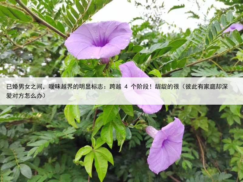 已婚男女之间，暧昧越界的明显标志：跨越 4 个阶段！龌龊的很（彼此有家庭却深爱对方怎么办）