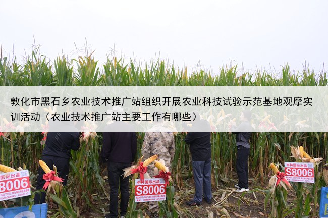 敦化市黑石乡农业技术推广站组织开展农业科技试验示范基地观摩实训活动(农业技术推广站主要工作有哪些)
