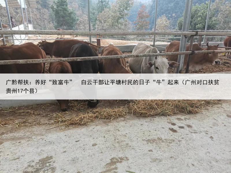 广黔帮扶：养好“致富牛”  白云干部让平塘村民的日子“牛”起来（广州对口扶贫贵州17个县）