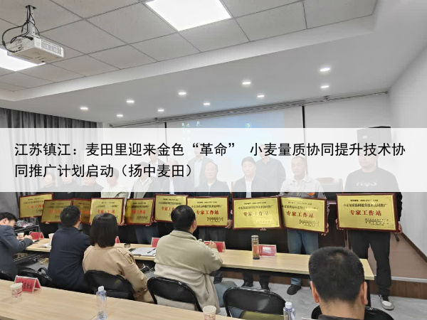 江苏镇江：麦田里迎来金色“革命” 小麦量质协同提升技术协同推广计划启动（扬中麦田）