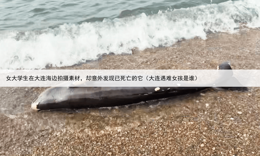 女大学生在大连海边拍摄素材，却意外发现已死亡的它（大连遇难女孩是谁）