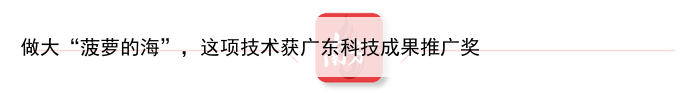 做大“菠萝的海”,这项技术获广东科技成果推广奖