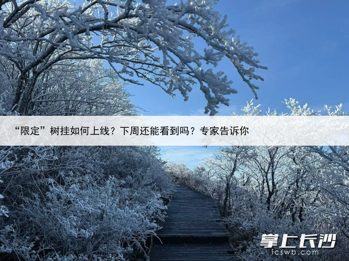 “限定”树挂如何上线？下周还能看到吗？专家告诉你